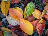 Bunte Zierkirsch Blätter bedecken den Boden